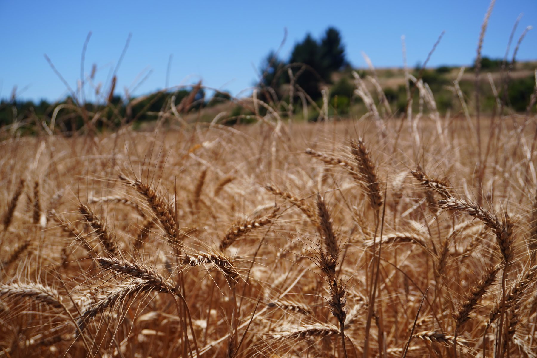 Campo de trigo en Traiguén