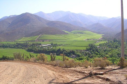 Plantaciones de uvas en Monte Patria