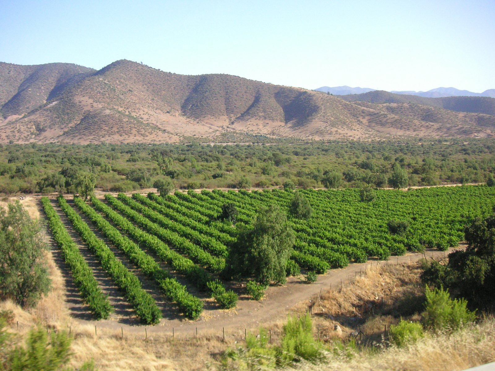 Viñedo en la precordillera de los Andes