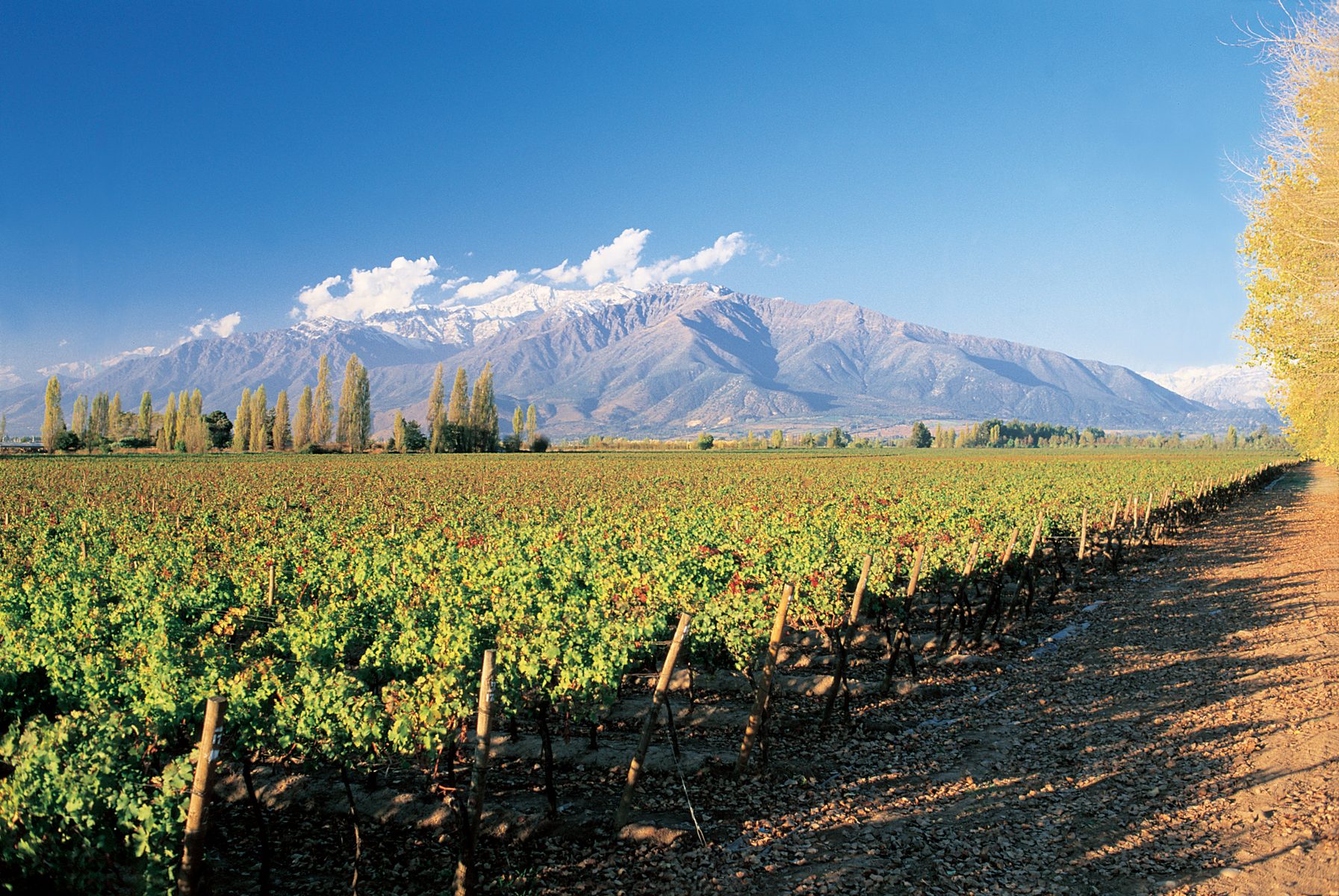 Viñedo chileno con cordillera de los Andes al fondo